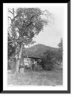Historic Framed Print, [Mountain apple tree],  17-7/8" x 21-7/8"