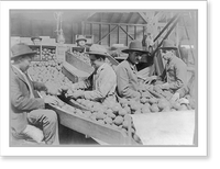 Men working at grading oranges. California, 1904, Antique Print