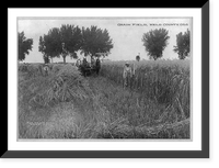 Grain Field, Weld County, Colorado, Historic Reproduction