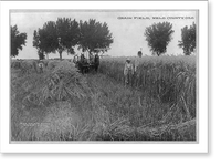Grain Field, Weld County, Colorado, Historic Reproduction