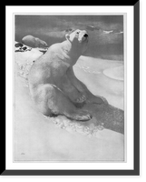 A polar bear seated on snow and another polar bear walking in background.Carl Ederer, Vintage Wall Art