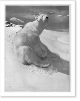 A polar bear seated on snow and another polar bear walking in background.Carl Ederer, Vintage Wall Art