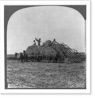 Historic Framed Print, [Loading millet with hay loader],  17-7/8" x 21-7/8"