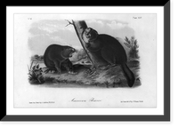 2 American beaver in foreground, with 2 more in background, in natural surroundings, Historic Print