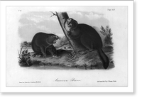 2 American beaver in foreground, with 2 more in background, in natural surroundings, Historic Print