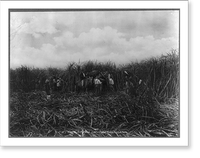 Group of men cutting sugar cane in the New Orleans vicinity, La, Antique Poster