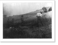 Two men cutting grain, using scythes with cradles, Vintage Poster