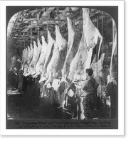 Chicago - Meat Packing Industry: dropping hides and splitting chucks, beef dept., Swift & Co.'s Packing House, Antique Poster