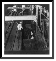 Chicago - Meat Packing Industry - Swift & Co.'s Packing House: knocking cattle before slaughtering Classic, Antique Wall Art
