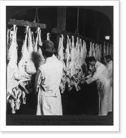 Chicago - Meat Packing Industry - Swift's Packing House: washing and tagging freshly killed lamb, Antique Print