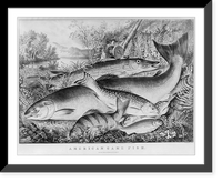 Historic Framed Print, American game fish,  17-7/8" x 21-7/8"