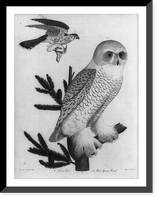 Snow Owl and Male Sparrow Hawk, Antique Wall Art