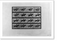 Animal locomotion - 16 frames of racehorse Annie G." galloping", Antique Print