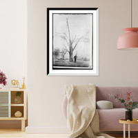 Historic Framed Print, Tree stripped by Geneva, N.Y. cyclone,  17-7/8" x 21-7/8"