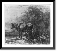 Historic Framed Print, Man herding cows,  17-7/8" x 21-7/8"