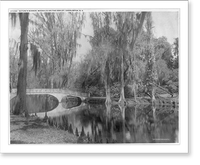 Nature's Mirror, Magnolia-on-the-Ashley, Charleston, S.C. Classic, Vintage Wall Art