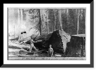 Historic Framed Print, Vance's Logging Claim: man sawing through large log; boy standing in foreground,  17-7/8" x 21-7/8"