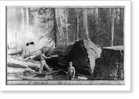 Historic Framed Print, Vance's Logging Claim: man sawing through large log; boy standing in foreground,  17-7/8" x 21-7/8"