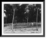 Rubber plantations, Java?, 1914: 3-year-old trees, Soengei Sikassim Estate, Historic Reproduction
