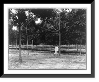 Rubber plantations, Java?, 1914: 4-year-old trees, Goerach Batom Estate Classic, Historic Reproduction