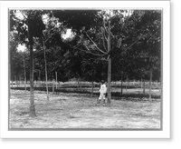 Rubber plantations, Java?, 1914: 4-year-old trees, Goerach Batom Estate Classic, Historic Reproduction