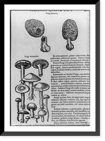 Illustrations of plants: Fungi praecoces and Fungi autumnales, Vintage Print