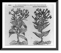 Illustrations of plants: Hyoscyamus Peruuianus and Hyoscyami Peruuiani alteraicon, Antique Print