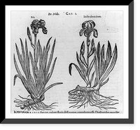 Illustrations of plants: Iris and Iridis altera icon, Vintage Poster