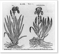 Illustrations of plants: Iris and Iridis altera icon, Vintage Poster