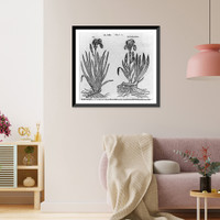 Illustrations of plants: Iris and Iridis altera icon, Vintage Poster