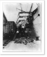 United Fruit Co. activities, 1948: unloading fruit from railcar to freighter, Historic Print