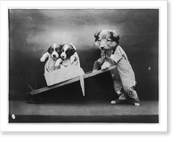 Dogs dressed as humans and posed in human situations: puppy wheeling 2 smaller pups in barrow, Antique Poster