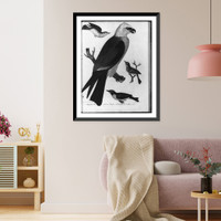 Historic Framed Print, Mississippi Kite and 3 different warblers,  17-7/8" x 21-7/8"
