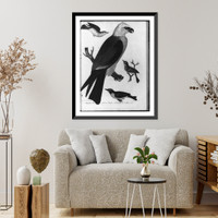 Historic Framed Print, Mississippi Kite and 3 different warblers,  17-7/8" x 21-7/8"