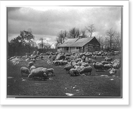 Overseer's cabin at Harewood, the Samuel Washington home near Charles Town, West Virginia, with flock of sheep in foreground, Historic Reproduction