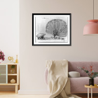 Historic Framed Print, [Pig and peacock],  17-7/8" x 21-7/8"