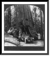 Historic Framed Print, The Wawona tree, Mariposa Grove, Yosemite Valley, Cal.,  17-7/8" x 21-7/8"