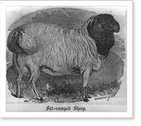 Historic Framed Print, Fat-rumped sheep,  17-7/8" x 21-7/8"