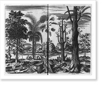 The pepper, sagoe, huntsmans, dogs tongue and blimbing trees, with their fruits" East Indies?", Vintage Print