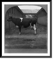 Holstein cow, Kaatje de Boer erd." (Aged), Grand Champion Toronto National Exhibition, 1908", Vintage Print
