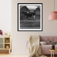Holstein cow, Kaatje de Boer erd." (Aged), Grand Champion Toronto National Exhibition, 1908", Vintage Print