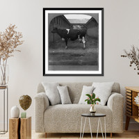 Holstein cow, Kaatje de Boer erd." (Aged), Grand Champion Toronto National Exhibition, 1908", Vintage Print