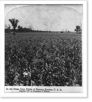 Historic Framed Print, In the great corn fields of eastern Kansas, U.S.A.,  17-7/8" x 21-7/8"