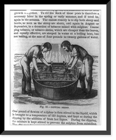 Dipping sheep in tubs of solution to rid them of pests Classic, Historic Print