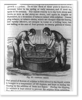 Dipping sheep in tubs of solution to rid them of pests Classic, Historic Print