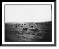 Obedient horses, Antique Print