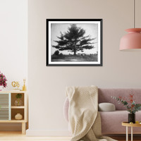 Historic Framed Print, Whittier Pine,  17-7/8" x 21-7/8"