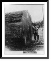 Fir log, suppsed to be 129 years older than Methusela, Vintage Wall Art