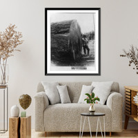 Fir log, suppsed to be 129 years older than Methusela, Vintage Wall Art