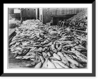 Historic Framed Print, Four thousand salmon, Cordover cannery, Alaska,  17-7/8" x 21-7/8"